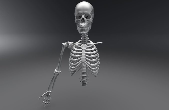 superiore scheletro articolato anatomia corpo scheletrico umano medico accurato sistema scansione replica scienza biologia cranio umoristico costola gabbia colonna vertebrale scapola raggio 3D print model - Mito3D