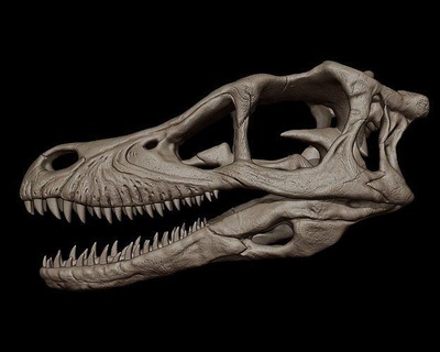 velociraptor skull 3d print model dinosaur jurassic prehistoric dino raptor trex tyrannosaurus rex paleontology bone fossil creature predator theropod carnivore skeleton art sculptures 3d print model - Mito3D