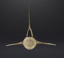 vértebra mamifero marino recogida playa delfín antiguo muerte animales mamífero hueso ciencias biología 3d print model - Mito3D