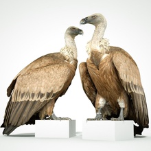 abutre 3d imprimível pássaro impressão biologia natureza ciência animal escaneado digitalizado realista 3d print model - Mito3D