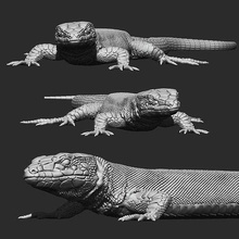 parede lagarto realista modelo zoologia réptil biologia herpetologia animal natureza impressão escalas iguana ciência 3d print model - Mito3D