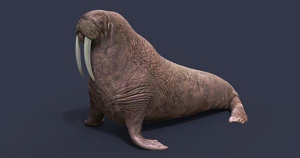 walrus mammal nature arctic seal art sculptures 3d print model - Mito3D