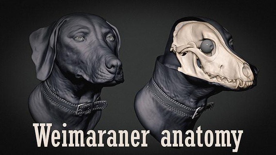 Weimaraner perro anatomía escultura hueso cráneo Arte animal esculturas canino referencia herramienta zbrush 3dprint imprimible animales criatura mamífero 3d print model - Mito3D