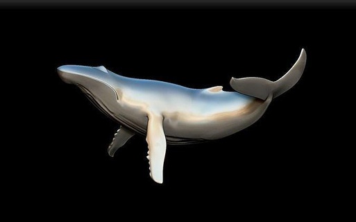 baleia marinho mamífero golfinhos peixe oceano mar animal natureza orca Tubarão 3d vida modelo brinquedo arte esculturas 3d print model - Mito3D