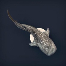 ballena tiburón 3d impresión animal oceano pez depredador criatura realista agua fauna silvestre mar lindo escultura miniatura coleccionable figura juguete naturaleza arte esculturas 3d print model - Mito3D