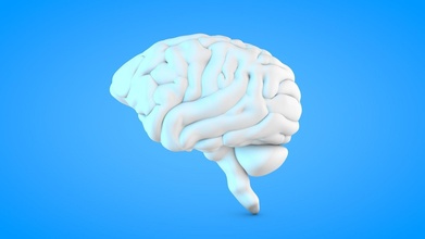 white brain science anatomy organ body mind print figure printable biology 3d print model - Mito3D