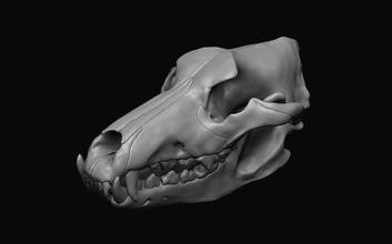 wolf skull anatomy mouth animal jungle nature teeth science mammal asset basemesh decoration accessories jaw skeletal head forest wildlife vertebrate canine 3dprint animals 3d print model - Mito3D