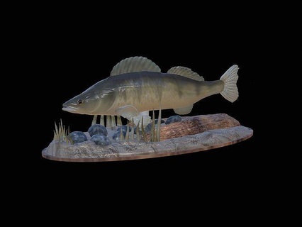 zander underwater statue detailed texture 3d printing perch dorado carp catfish pike bass trout tuna salmon fish fishing lure bait sea animal decoration shark mahi art sculptures 3d print model - Mito3D