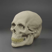 anatómico masculino cráneo 3d print model - Mito3D