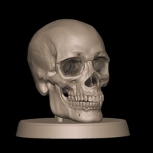 co3d humano crânio caveira anatomia humana rocha 3d print model - Mito3D
