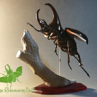 siamese rhinoceros beetle ing model stl 3d print 3d print model - Mito3D