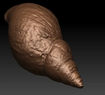 african snail shell scan 3d models download creality cloud 3d print model - Mito3D