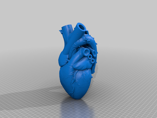 anatomical heart vase - stand 3d models download creality cloud 3d print model - Mito3D