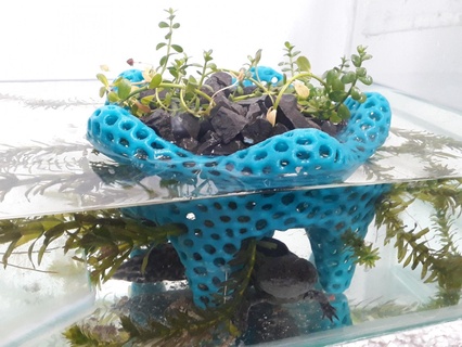 Aquarium Pflanzer Natur Pflanzen 3d print model - Mito3D