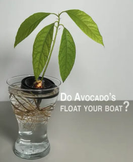 Avocado schweben wachsen Samen 3d print model - Mito3D