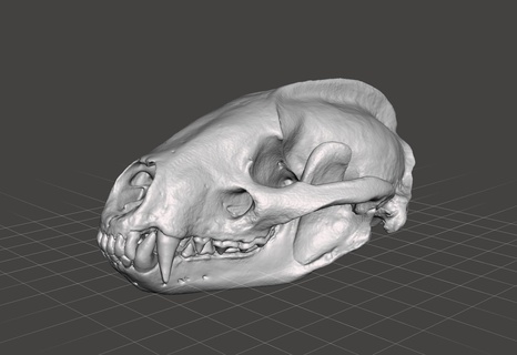 texugo crânio Varredura real animais 3d print model - Mito3D