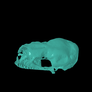 bat skull Animals 3d print model - Mito3D