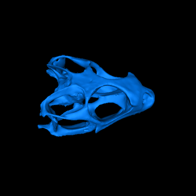 bearded dragon skull 3d models download creality cloud 3d print model - Mito3D