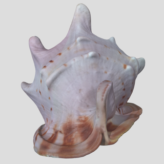 büyük güzel kabuklu deniz ürünleri taramak revopoint pop 2 hayvanlar 3d print model - Mito3D
