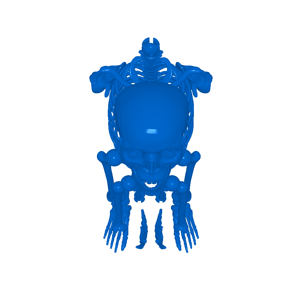 ossos animais 3D print model - Mito3D