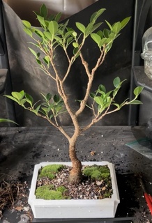 bonsai maceta rectángulo inverso esquinas 3d print model - Mito3D
