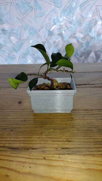 bonsai töpfe 3d modelle download realität wolke 3d print model - Mito3D