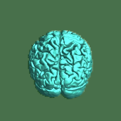 brain 3d models download creality cloud 3d print model - Mito3D