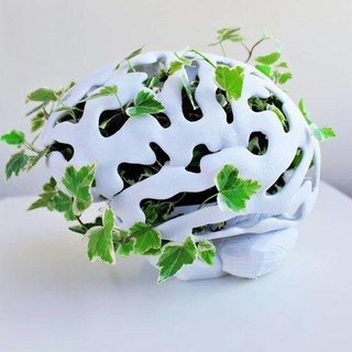 brain planter Household 3d print model - Mito3D
