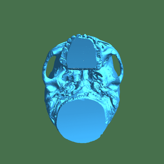candy bowl skull Biology & Medical 3d print model - Mito3D