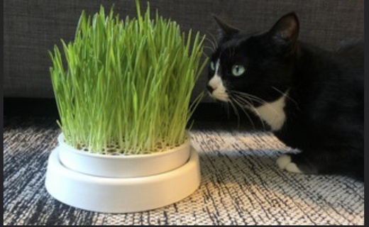 cat grass planter Animals 3d print model - Mito3D
