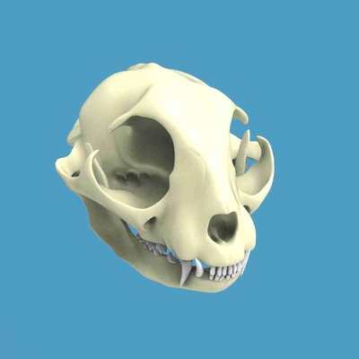 cat skull 3d models download creality cloud mammal 3d print model - Mito3D
