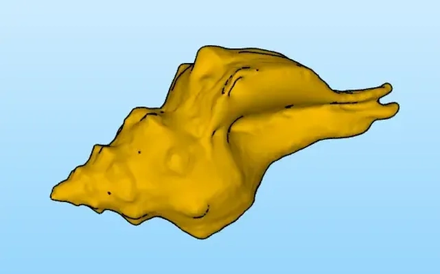 coquillage marina 3d modèles télécharger créalité nuage 3d print model - Mito3D