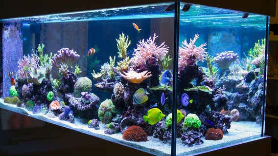 mercan doğa bitkiler 3d print model - Mito3D