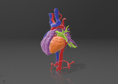 corazon humano escaneo human heart scan 3d models download creality cloud Medical Appliances 3d print model - Mito3D