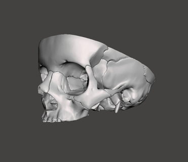 cr néo trou détallado détaillé creux crâne médical appareils électroménagers 3d print model - Mito3D