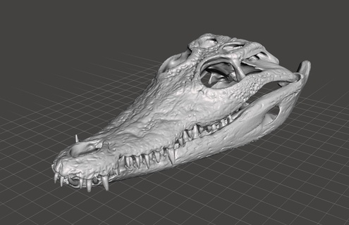 timsah kafatası taramak orijinal hayvanlar 3d print model - Mito3D