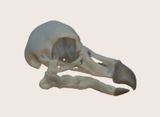 dodo kafatası 3d modeller indir creality bulut 3d print model - Mito3D