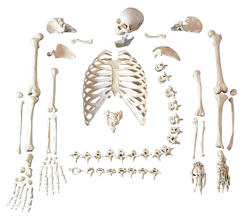 esqueleto hueso 3d print model - Mito3D