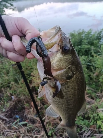 poisson 3d modèles télécharger créalité nuage 3d print model - Mito3D