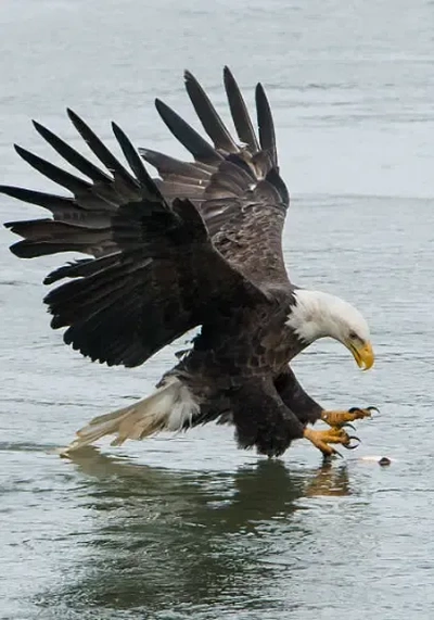 pêche aigle 3d modèles télécharger créalité nuage 3d print model - Mito3D