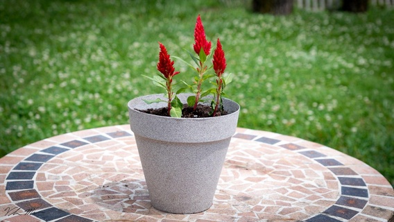 flower pot Household 3d print model - Mito3D