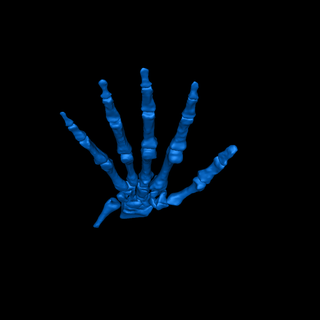 mão ossos 3d print model - Mito3D