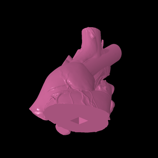 Herz Biologie medizinisch 3d print model - Mito3D