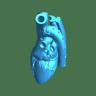coração vaso corpo partes 3d print model - Mito3D