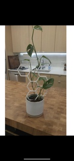 hexagone plante treillis 3d modèles télécharger créalité nuage 3d print model - Mito3D