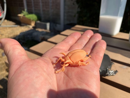 cornuto scarabeo animali 3d print model - Mito3D
