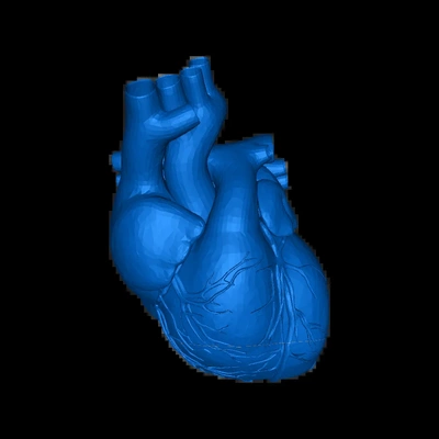 human heart 3d models download creality cloud 3d print model - Mito3D
