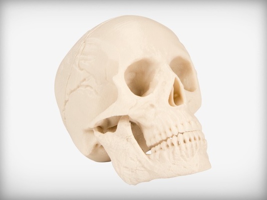 human skull 3d models download creality cloud 3d print model - Mito3D