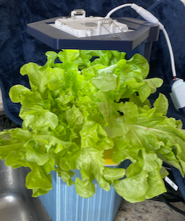 hydroponic plant pot Home Decor 3d print model - Mito3D