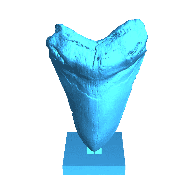 megalodon tooth stand Body Parts 3D print model - Mito3D